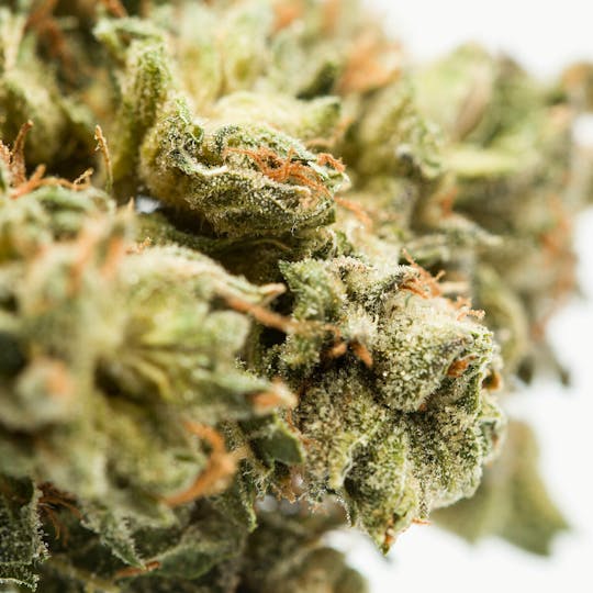 Wellness Connection - Liberty Haze - 1