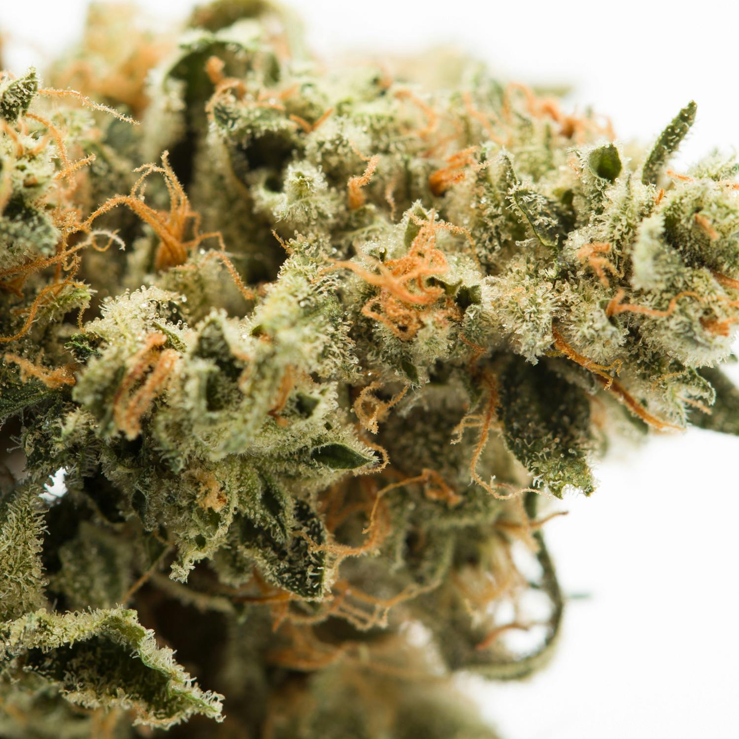 Wellness Connection - Original Glue GG4 Pre-Roll - 1