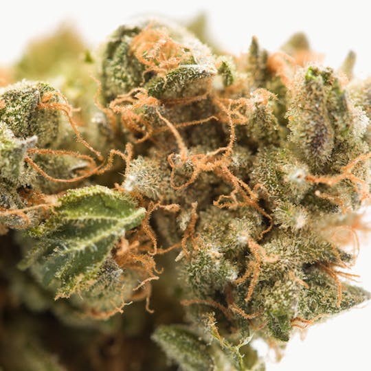 Wellness Connection - Mother of Berries (M.O.B.) Pre-Roll - 1