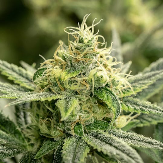 Wellness Connection - White Walker Kush - 1