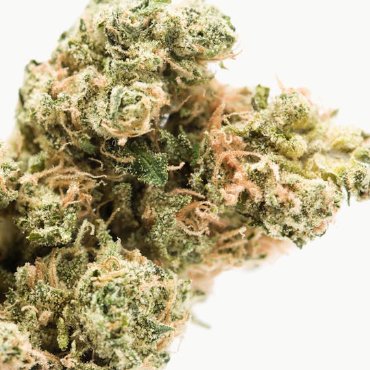 Wellness Connection - GSC - 1