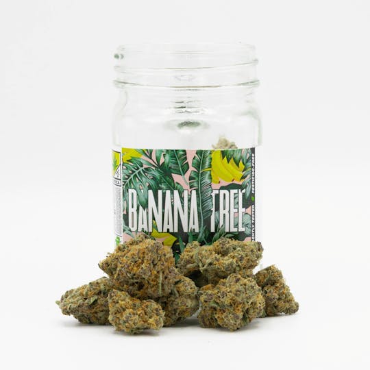 Phat Panda - Banana Tree - WA - 1