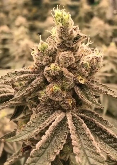 Hidden Group Genetics - Z Cream - 1