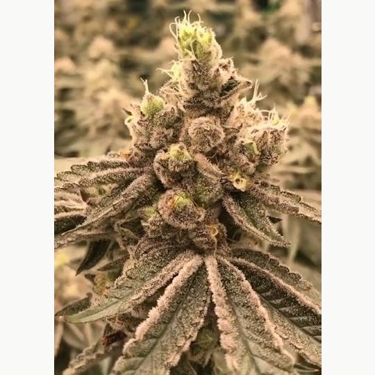 Hidden Group Genetics - Z Cream - 1