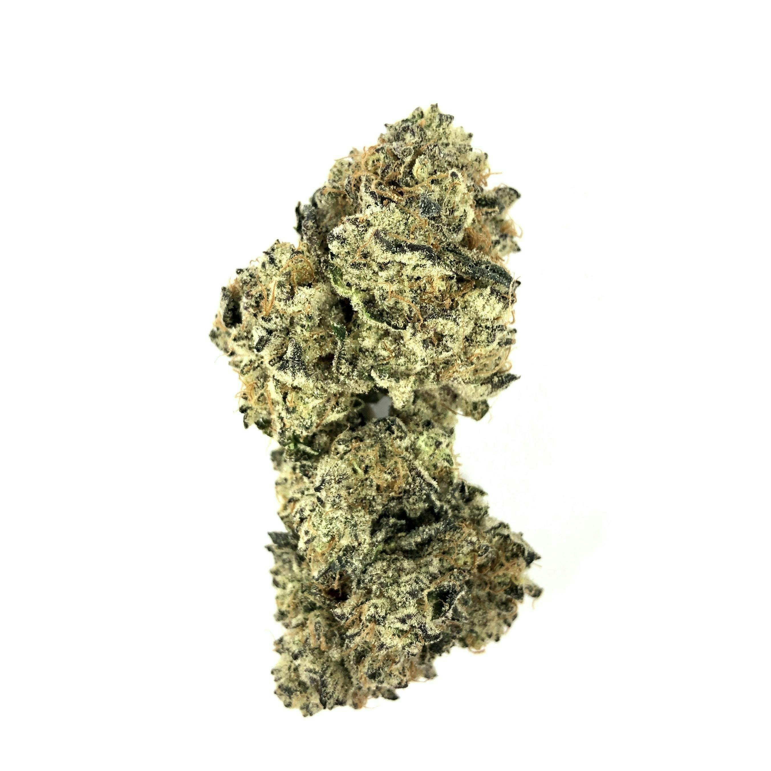 Indico - Snakes Cake - 1