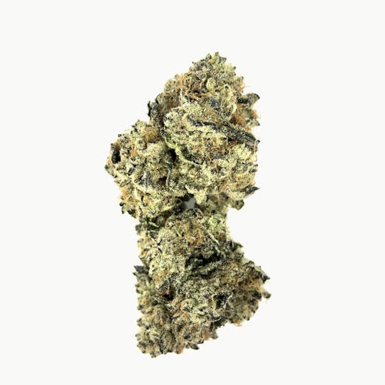 Indico - Snakes Cake - 1