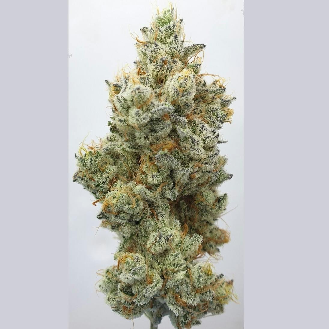 Hidden Group Genetics - Fruity Cream - 1