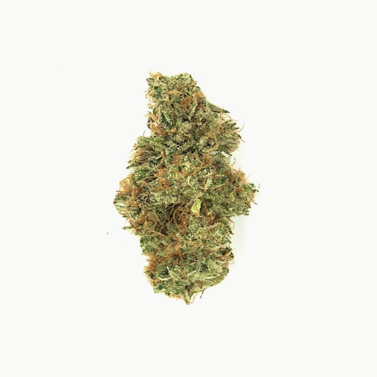 Indico - Blue Monster - 1