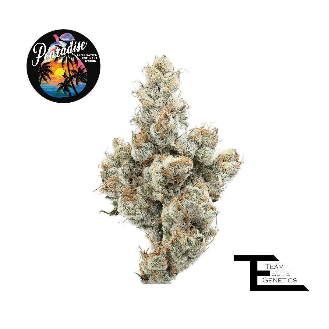 Team Elite Genetics - Pearadise | Big Buds | 3.5g - 1