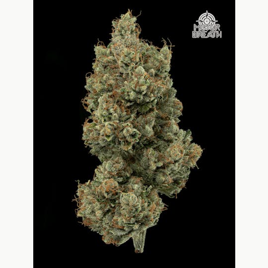 Hazy Hill Farm - Motorbreath - 1