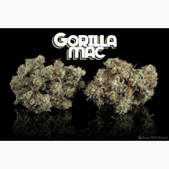 Hazy Hill Farm - Gorilla MAC - 1