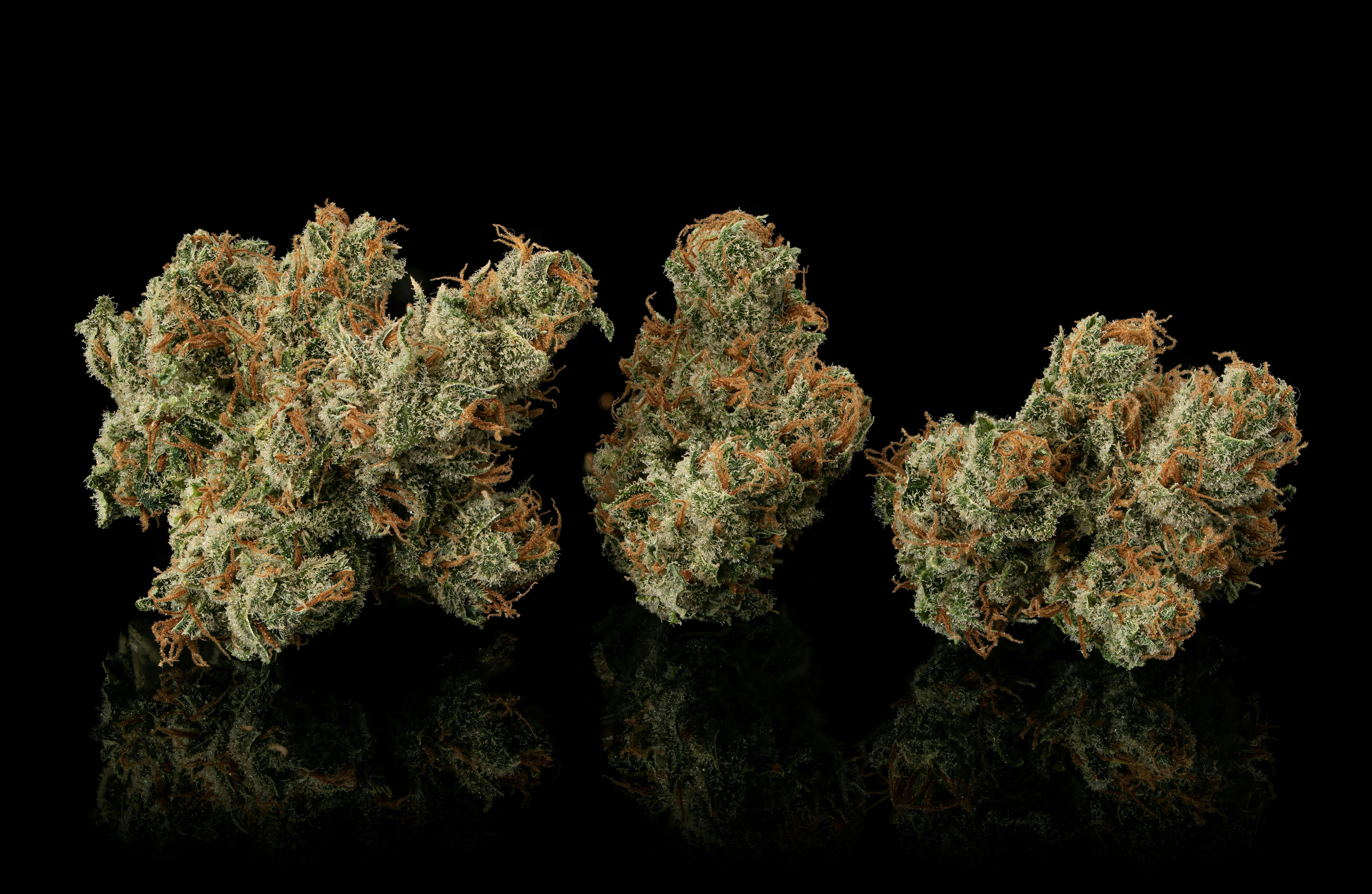 Hazy Hill Farm - Amnesia Haze - 1