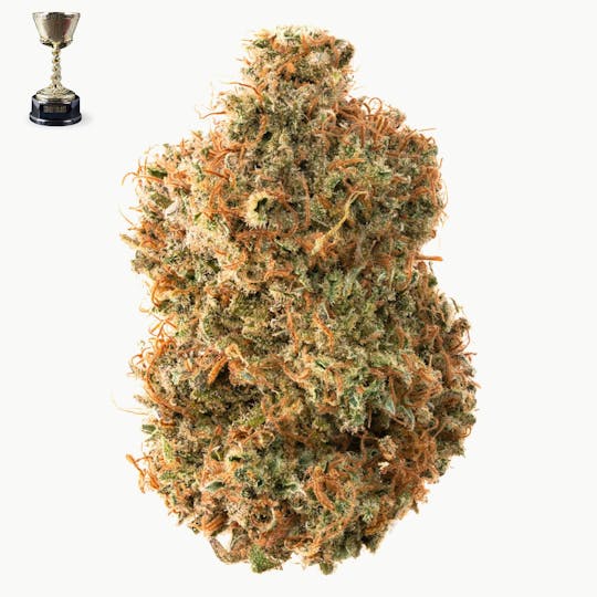 Team Elite Genetics - Critical Cure CBD - 1