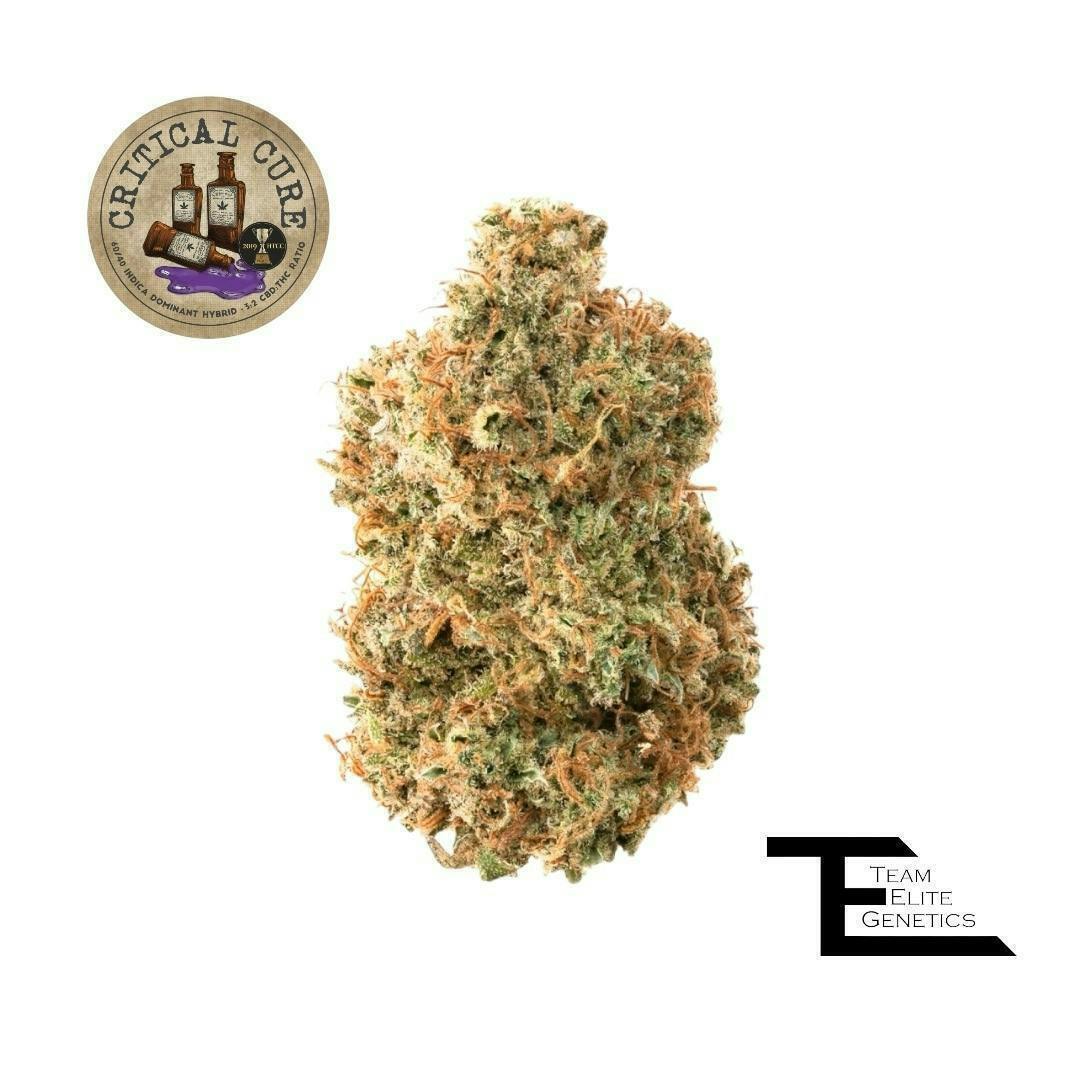 Team Elite Genetics - Critical Cure CBD | Big Buds | 3.5g - 1