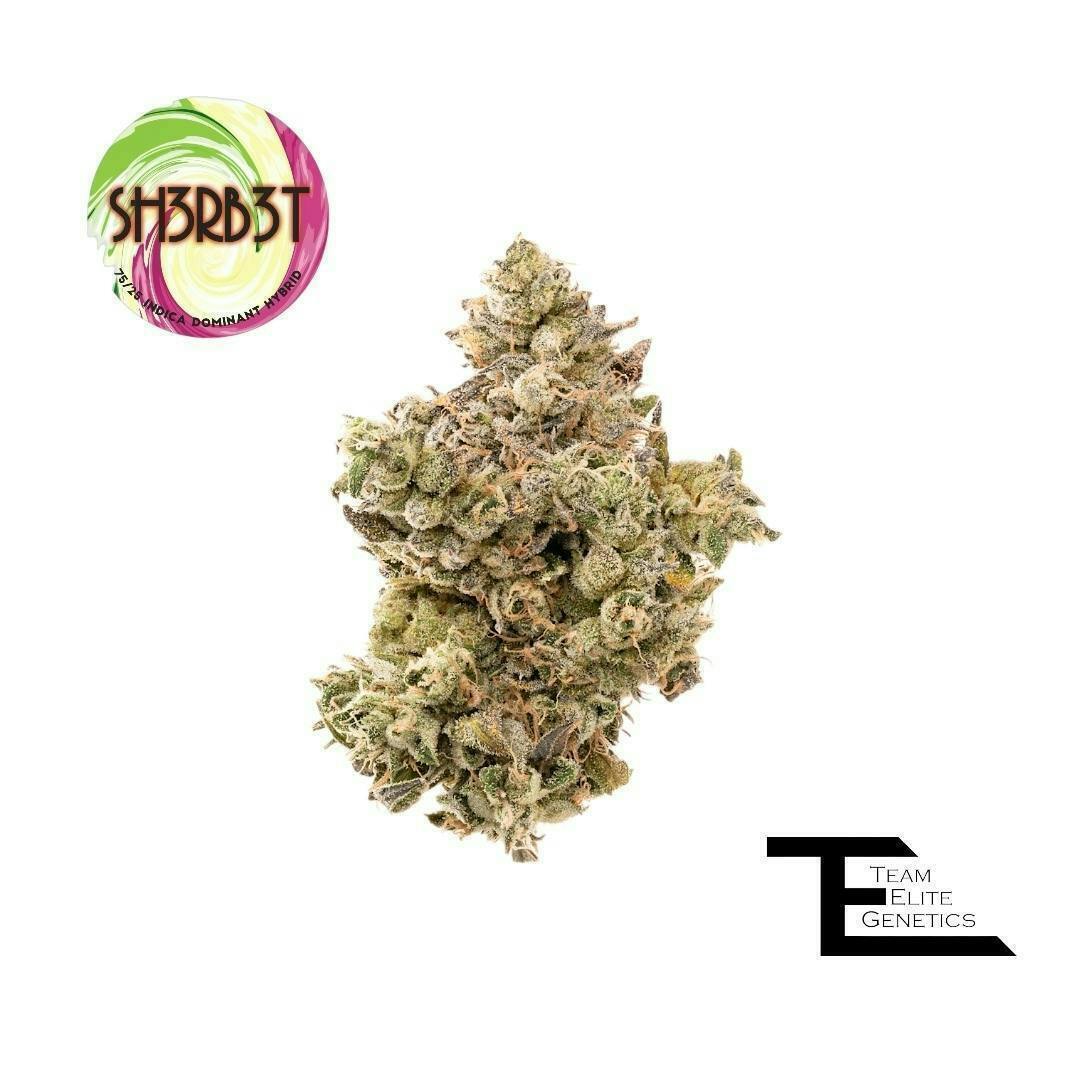 Team Elite Genetics - Sh3rb3t | Big Buds | 3.5g - 1