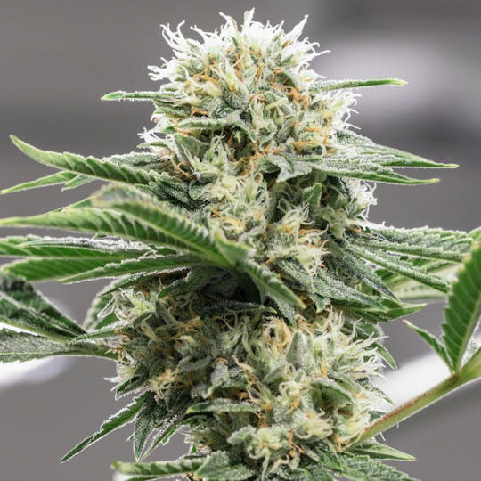Wellness Connection - Sour Diesel Pre-Roll - 1