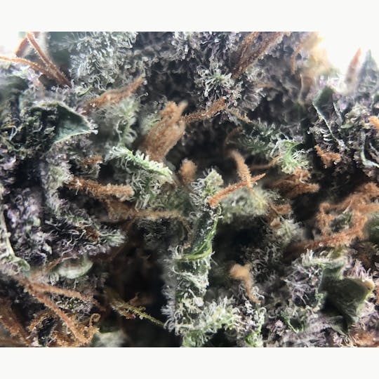 Sweetwater Farms - Electric Jellyfish - 1