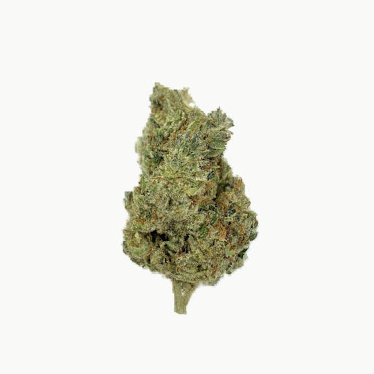 Indico - Jungle Cake - 1