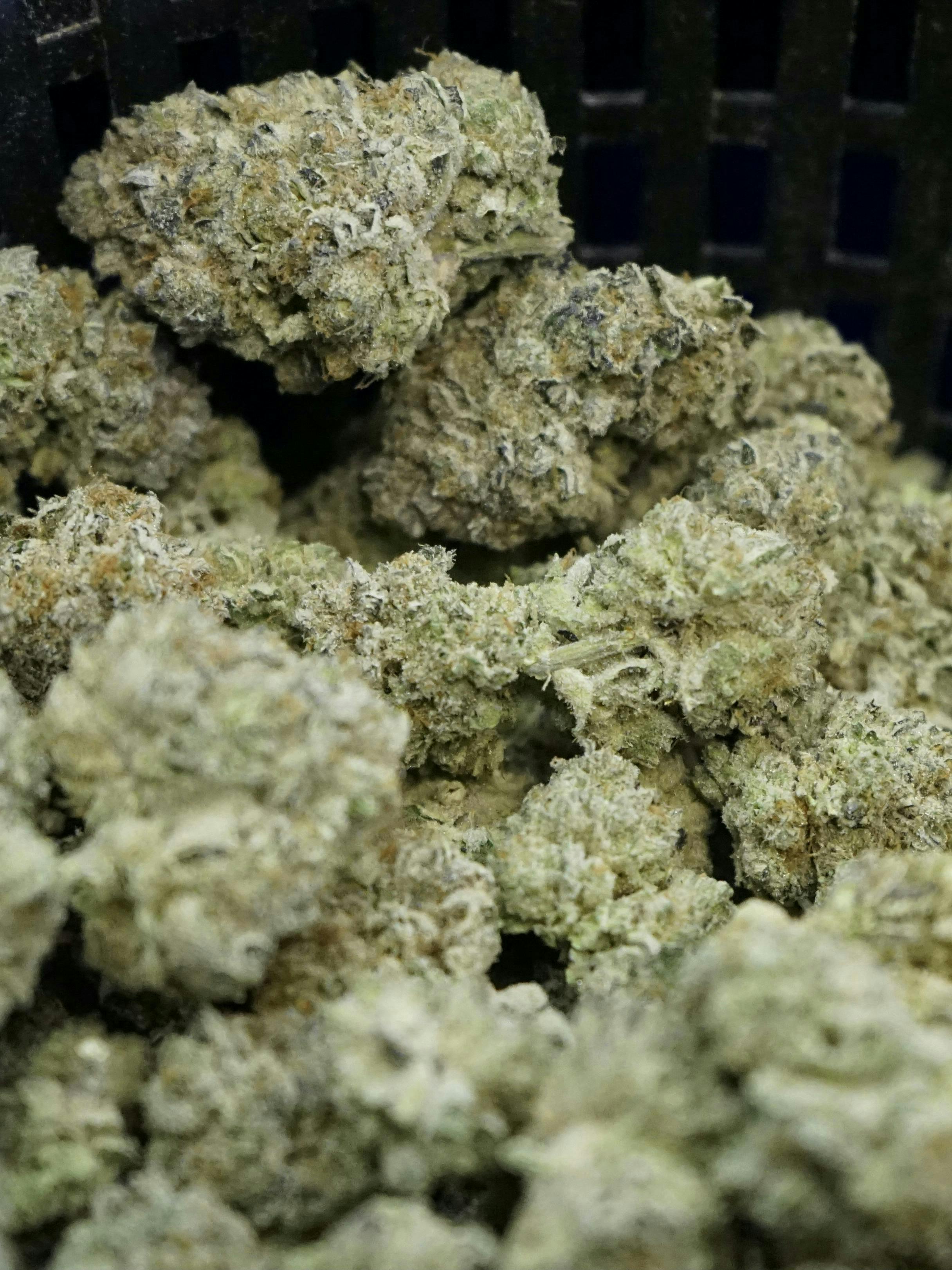 Rejuvenate Canna Co - Rejuvenate | Banana Punch | Flower - 1