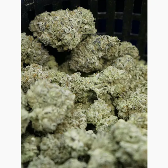 Rejuvenate Canna Co - Rejuvenate | Banana Punch | Flower - 1