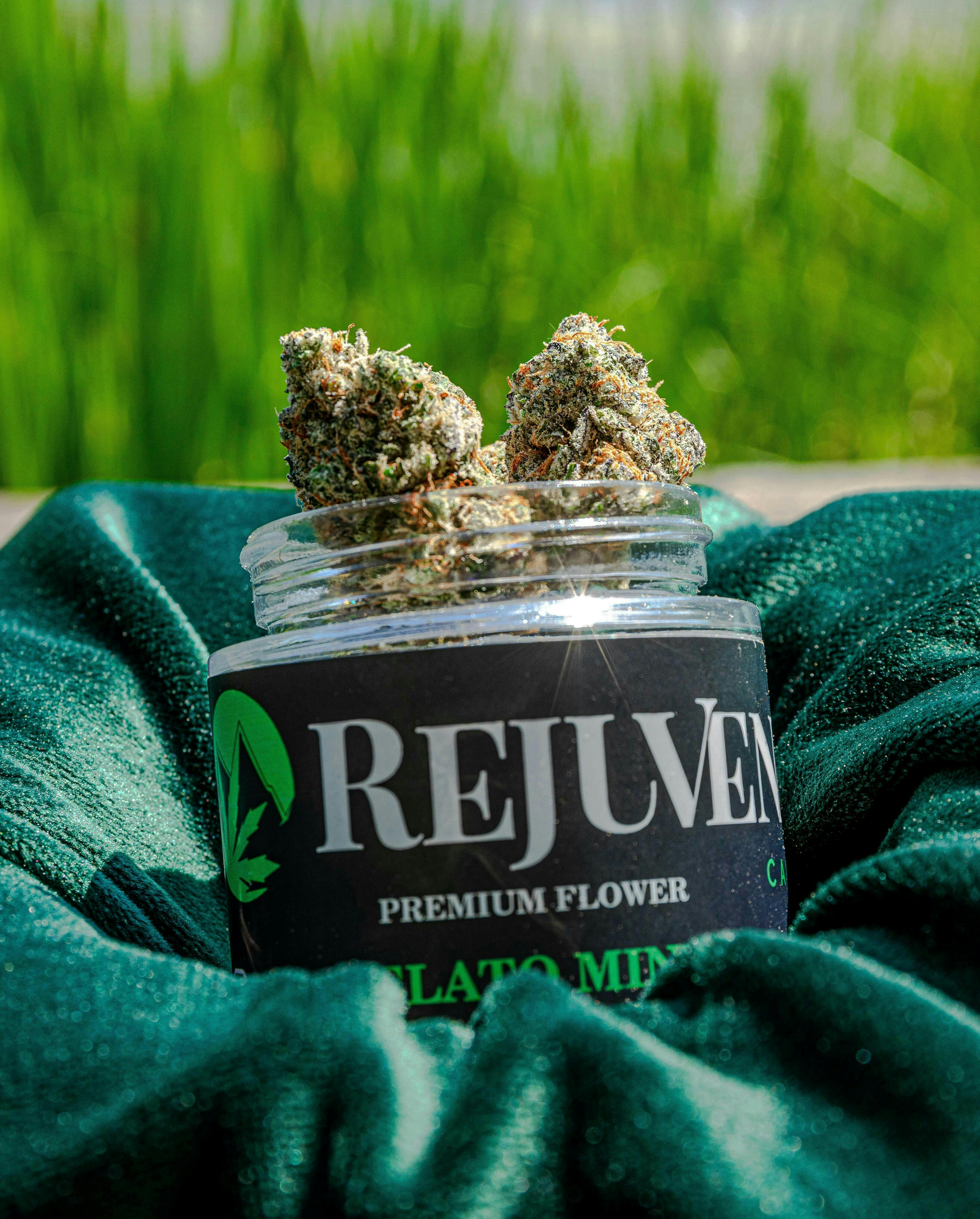Rejuvenate Canna Co - Rejuvenate | Gelato Mint | Flower - 1
