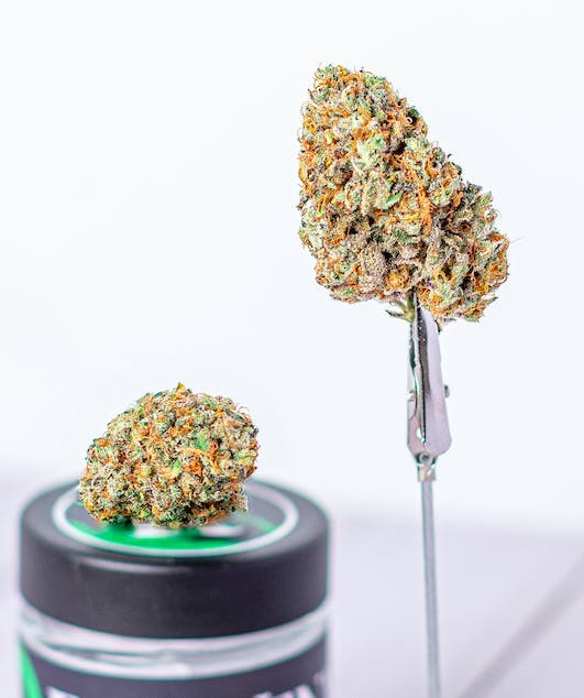 Rejuvenate Canna Co - Rejuvenate | MAC 69 | Flower - 1