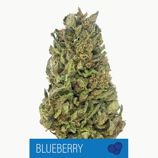Herbal Remedies of Maine - Blueberry - CBD Flower 17.33% - 1