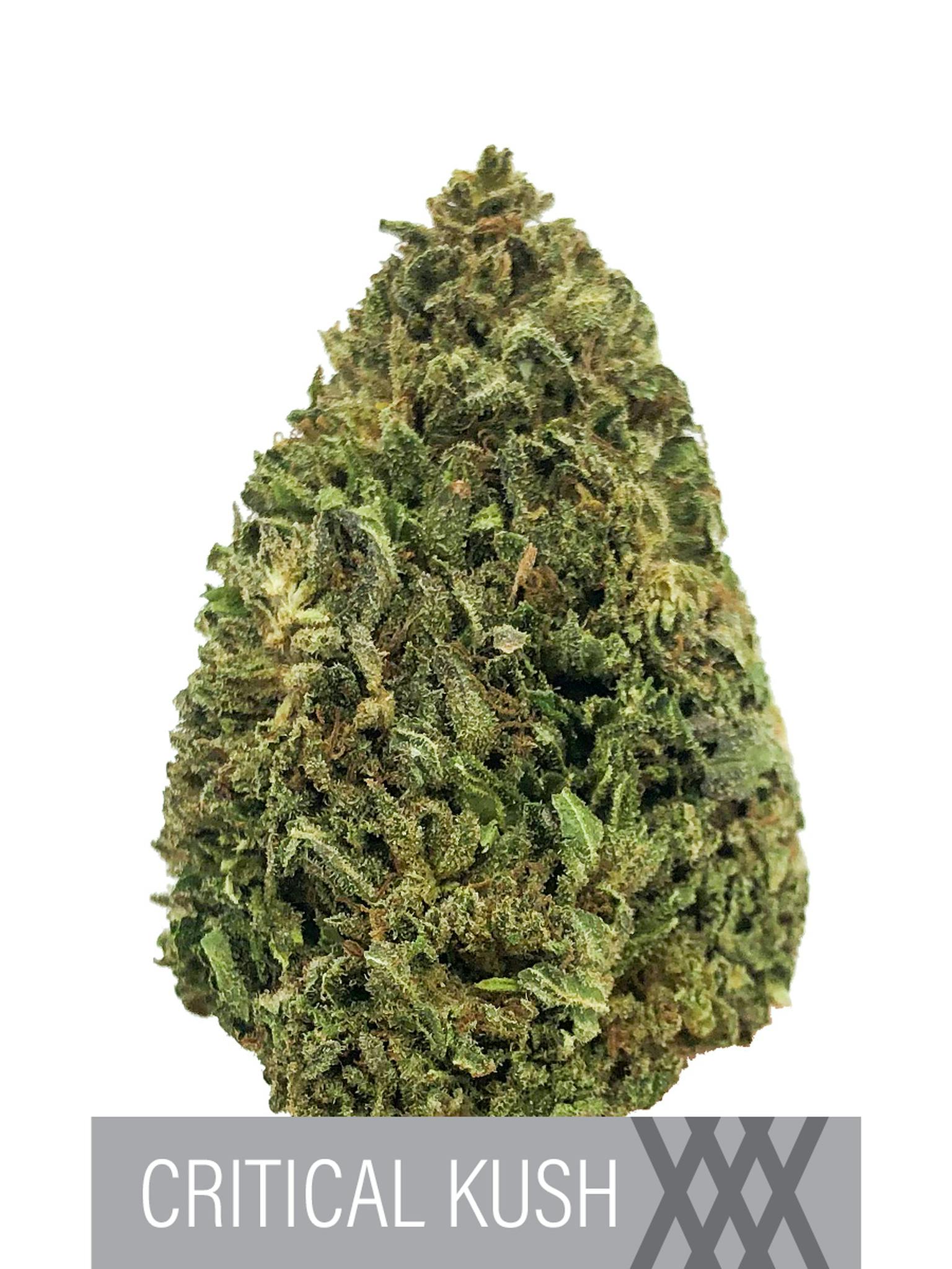 Herbal Remedies of Maine - Critical Kush - CBD Flower 15.7% - 1