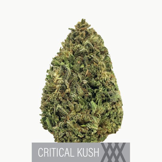 Herbal Remedies of Maine - Critical Kush - CBD Flower 15.7% - 1