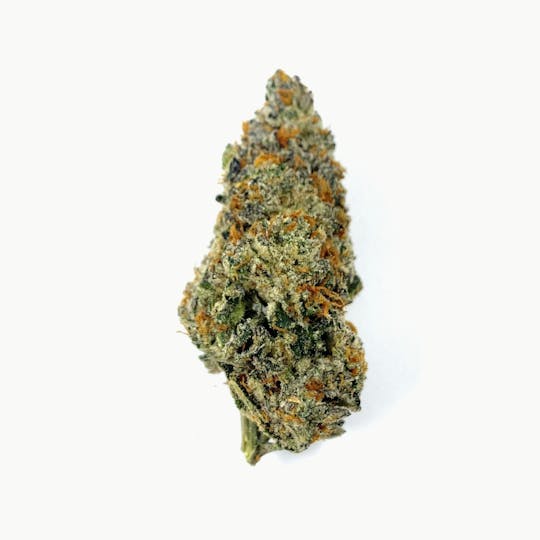 Indico - Jetscotti - 1