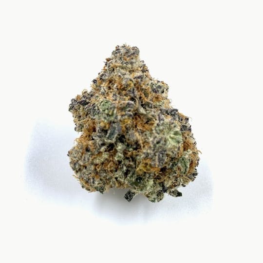 Gamebred Genetics - Wowzers - 1