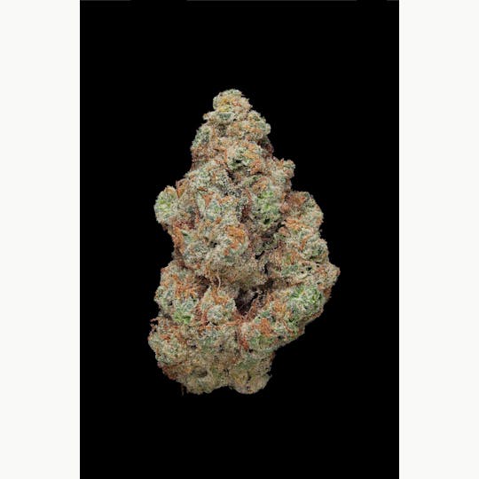 Clade9 - G13 Flower 1/8 - 1