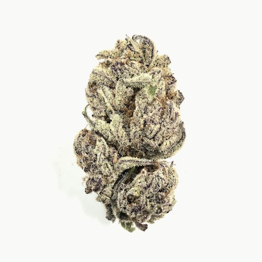 Indico - Purple Punch - 1