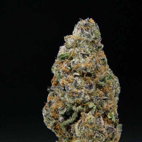 JAR Cannabis Co. - Orange Daiquiri by JAR Cannabis Co. - 1