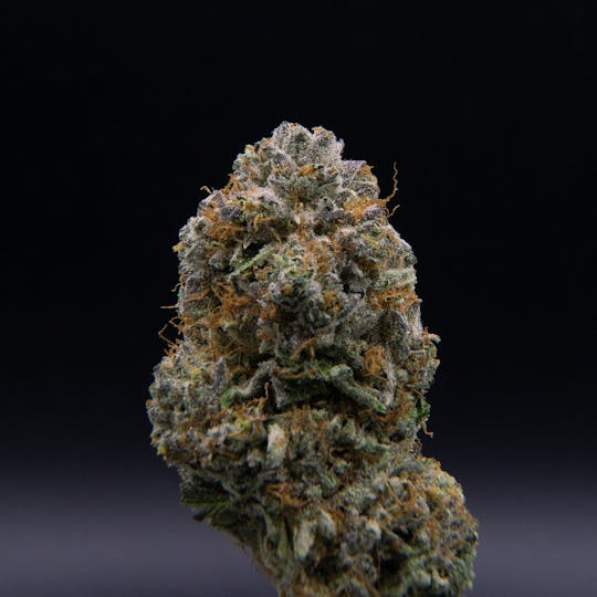 JAR Cannabis Co. - Watermelon Gelato by JAR Cannabis Co. - 1