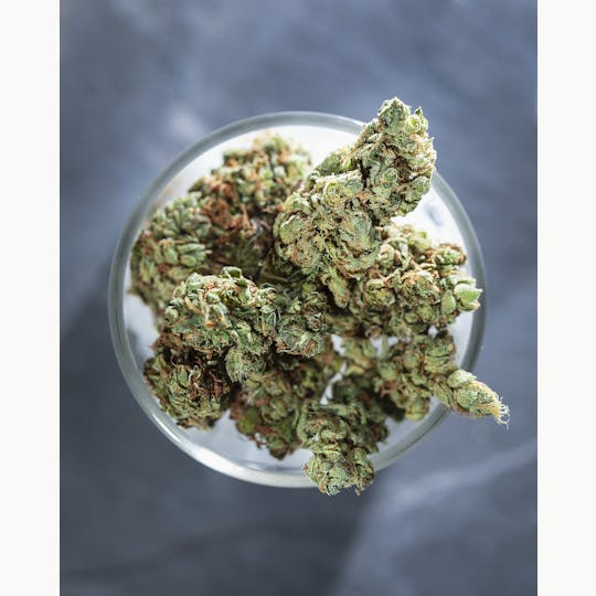 Tops Farm - Cindy x Maz 7 grams - 1