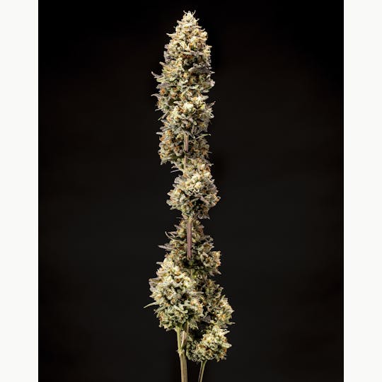 Tops Farm - Holy Ghost 7 grams - 1