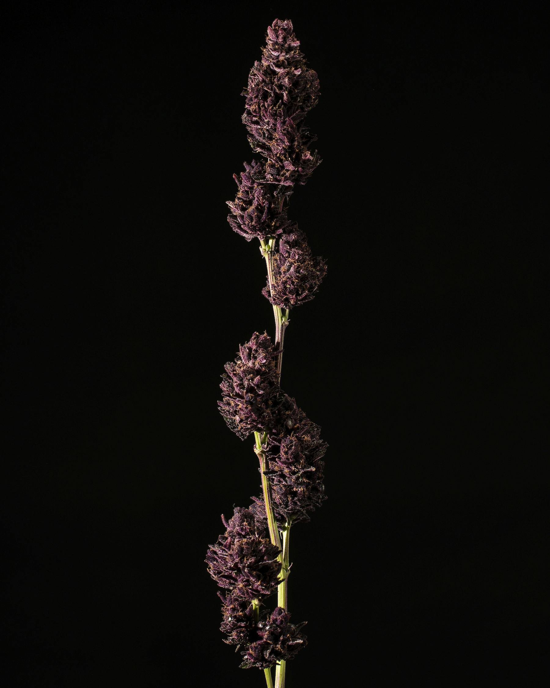 Tops Farm - Tropicana Cookies 7 grams - 1