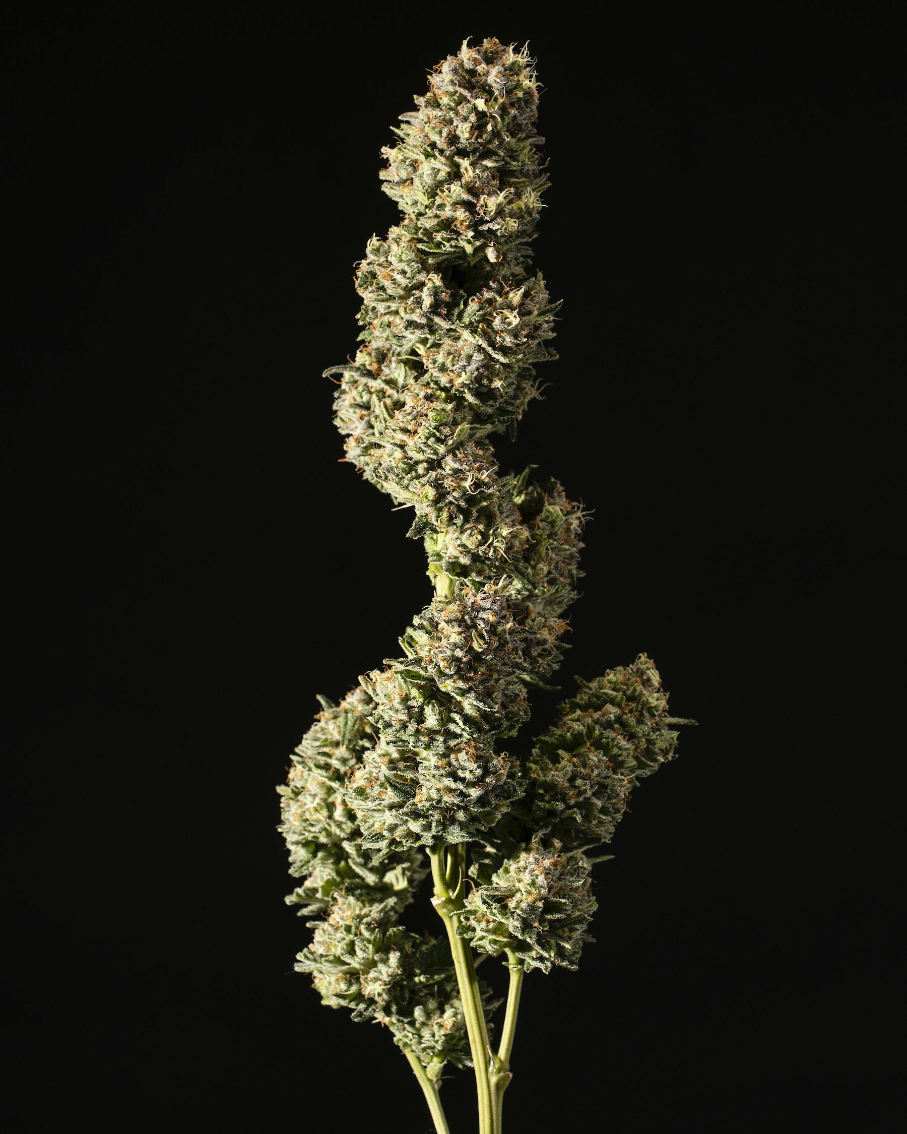 Tops Farm - Chocolope Newberry 7 grams - 1