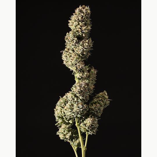 Tops Farm - Chocolope Newberry 7 grams - 1