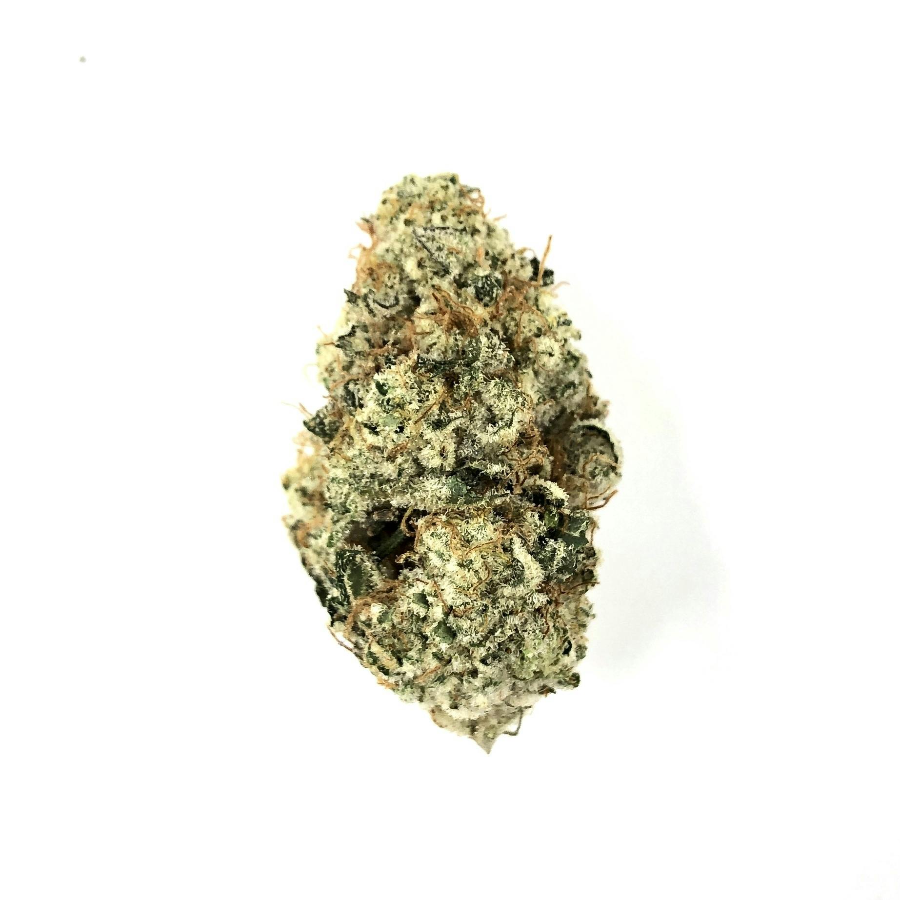 Gamebred Genetics - Pancakes - 1