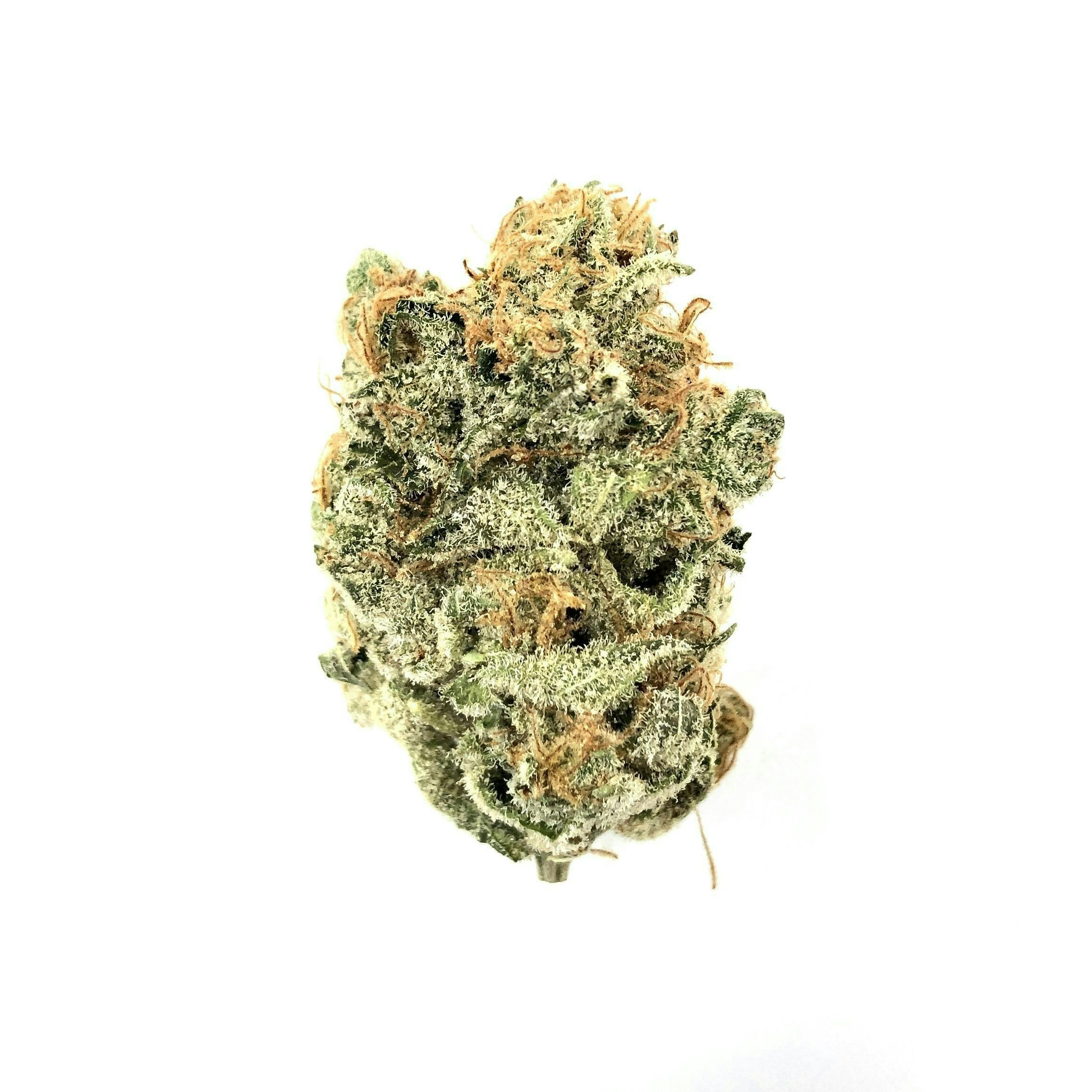 Indico - Zkittlez - 1