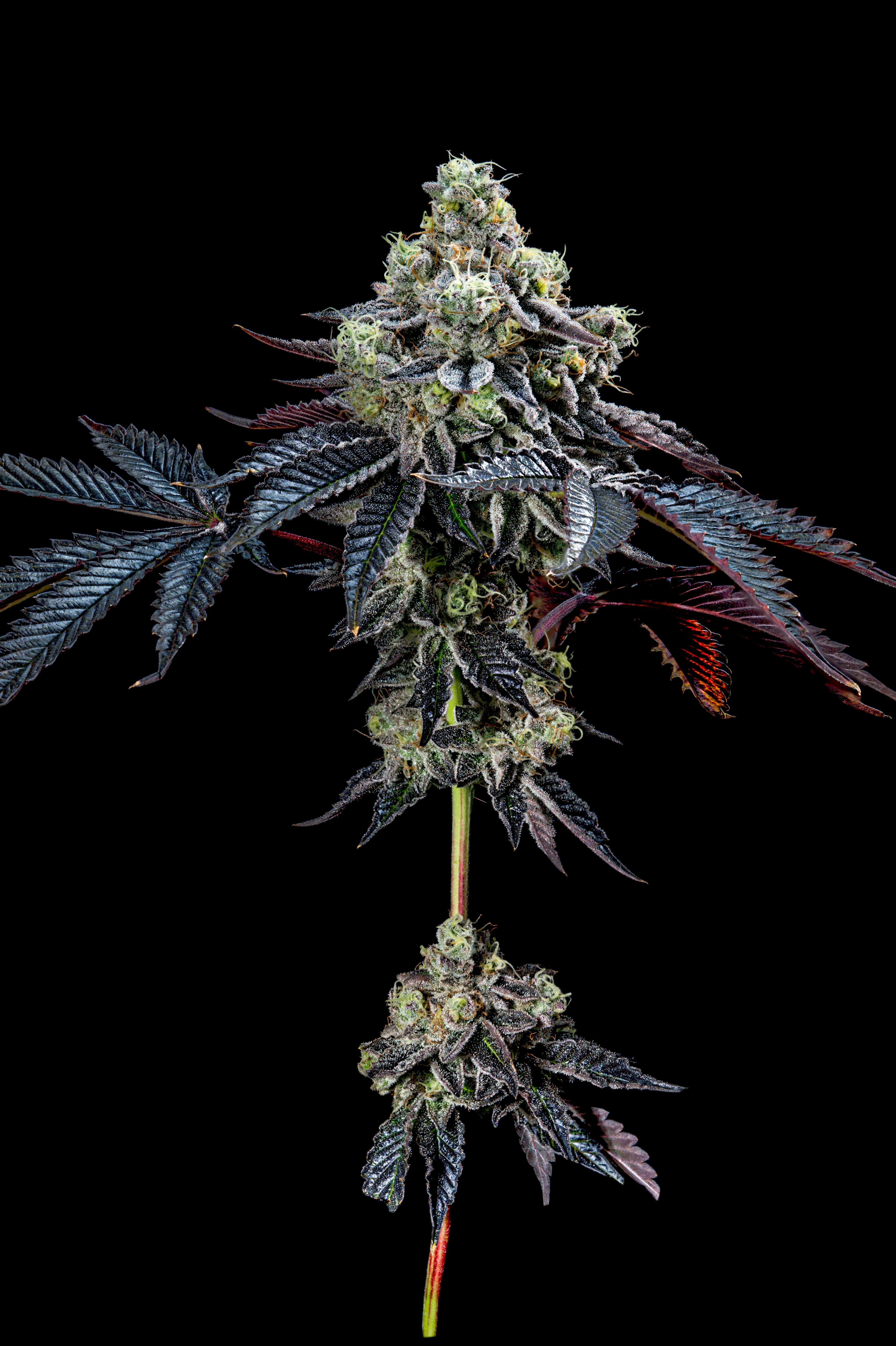 The Grower Circle - Birthday Face - 1