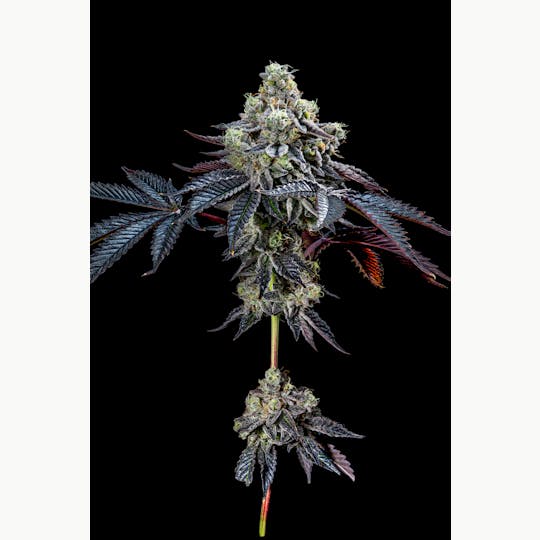 The Grower Circle - Birthday Face - 1