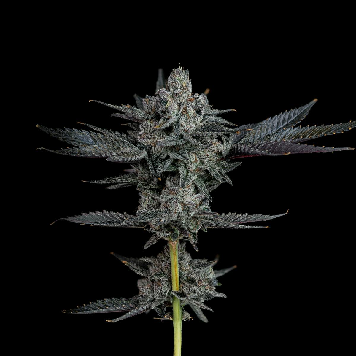 The Grower Circle - Lava Cake - 1