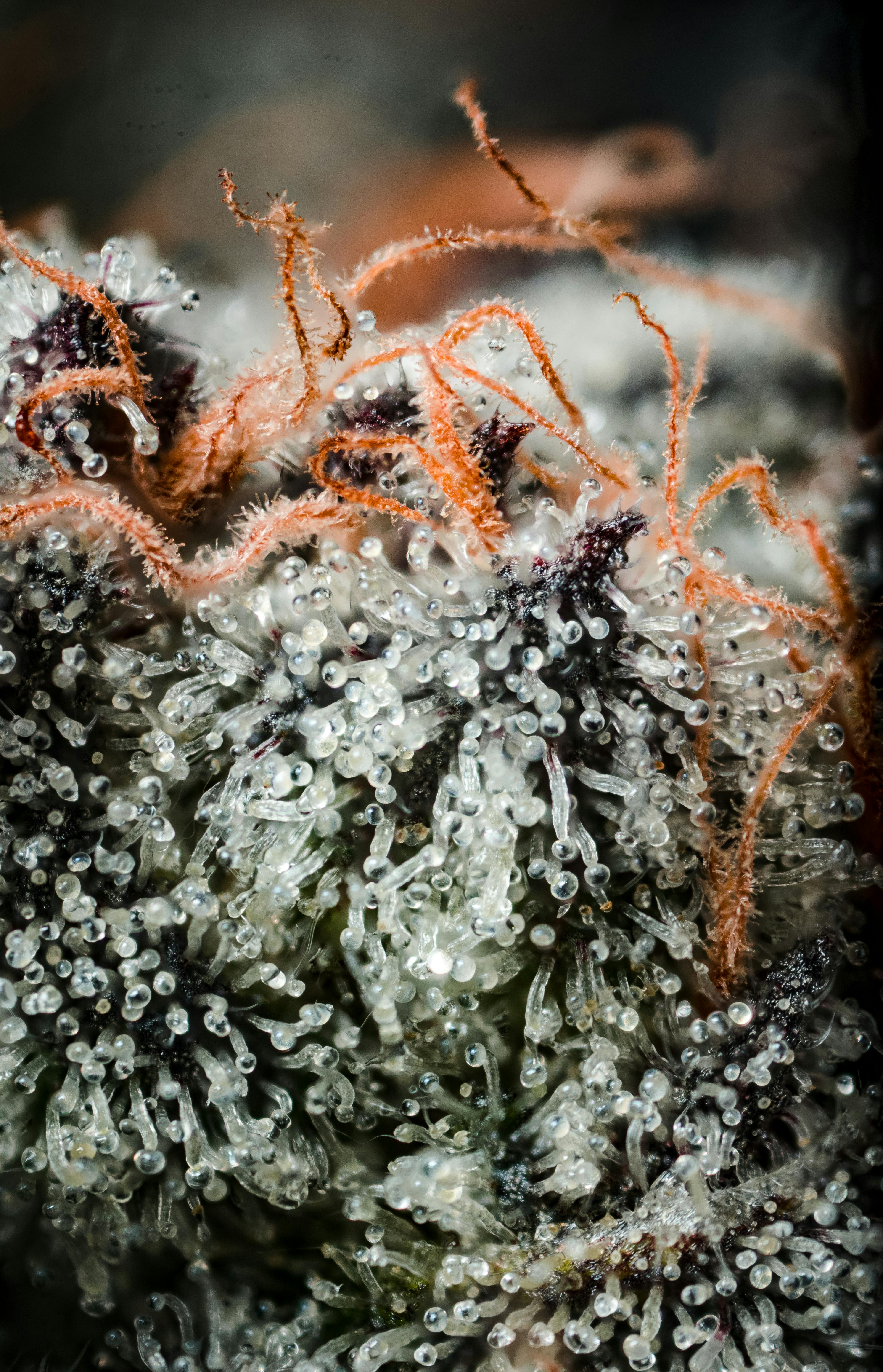 The Grower Circle - Marshmallow OG - 1