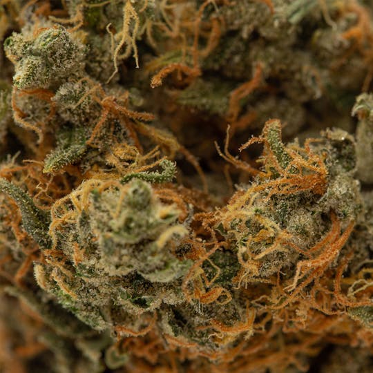 Wellness Connection - Sour Kush Pre-Roll - 1