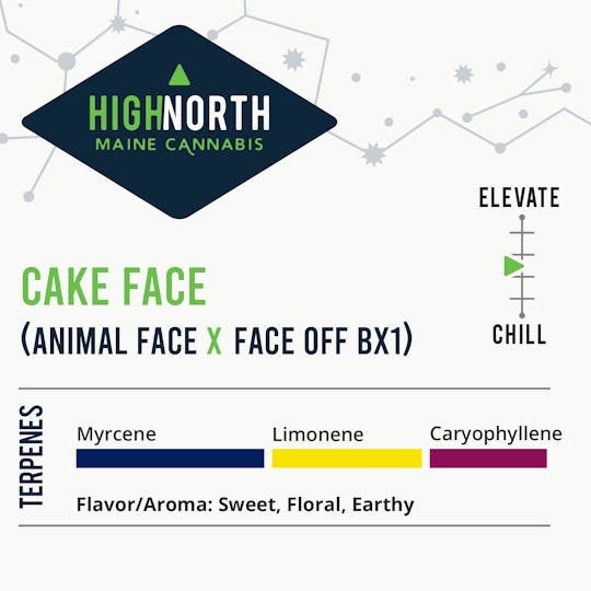 Wellness Connection - Cake Face - 1