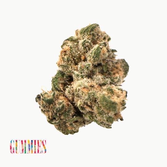 Traditional - Traditional - Gummies 3.5g - 1