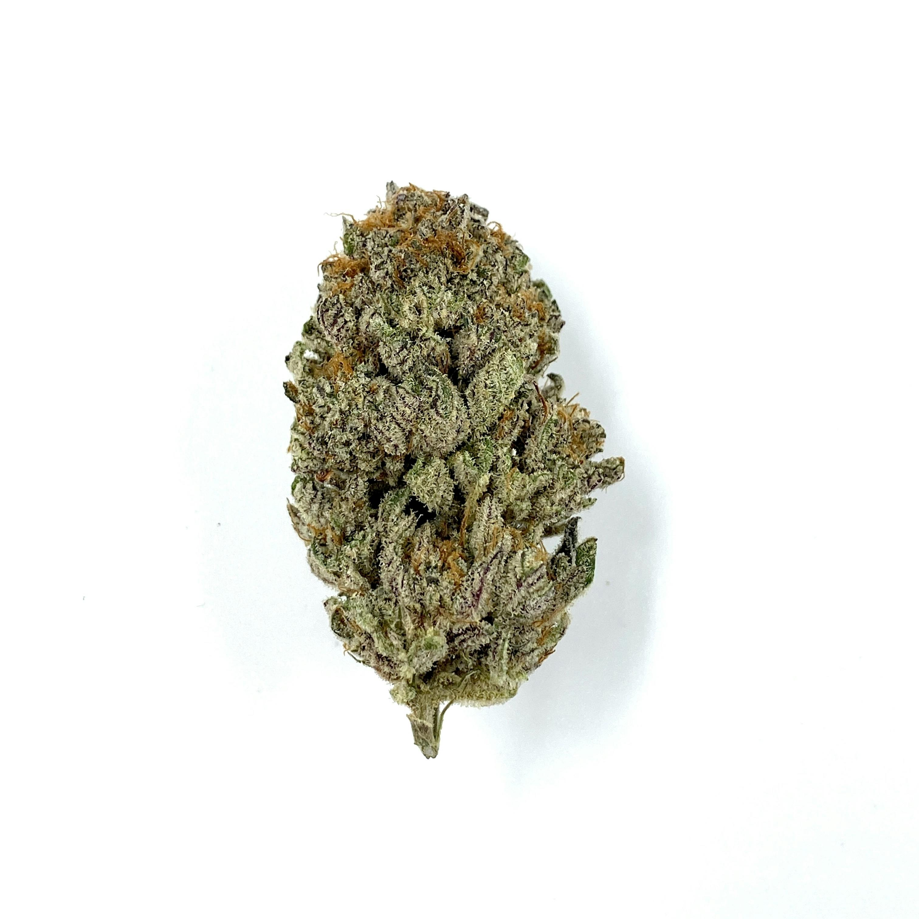 Gamebred Genetics - Slapz - 1